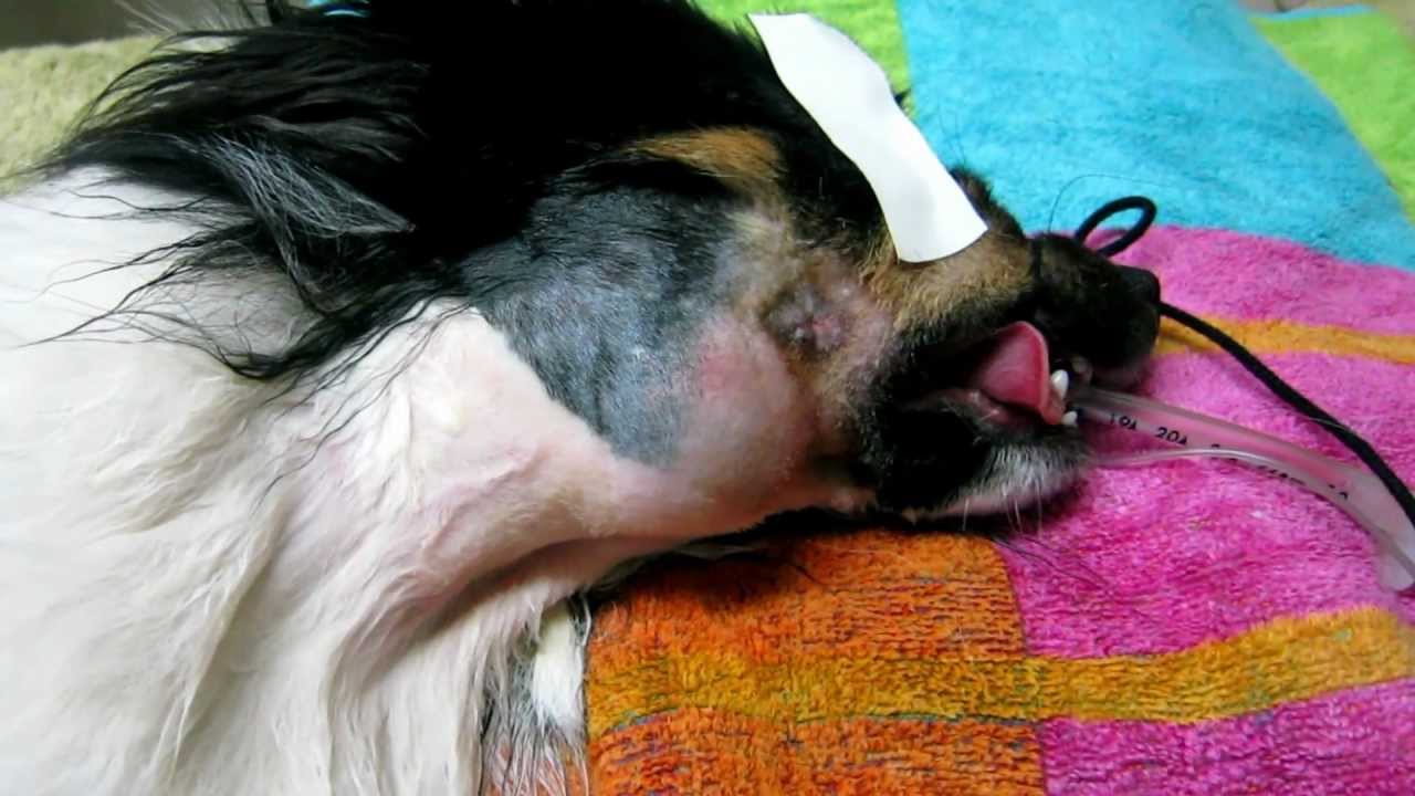 Dog Bite Face Lump Full of Pus part 1 - YouTube
