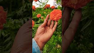 My besttimepass flower#artshorts#garden#motivaton#shayari#love#new#viral#trend#videnewpost#gardening