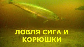 Ловля сига и корюшки! подводные съемки!