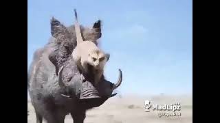 #best funny video eehuoooo #Yaa Kivi