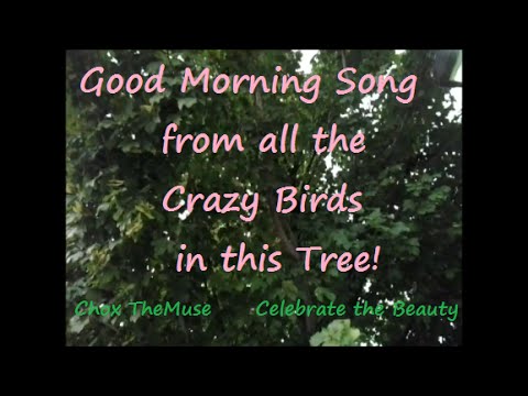 Loud Birds In The Tree A Good Morning Song Youtube