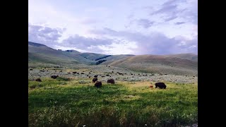 Jim Posewitz and Restoring Bison to Montana's Charles M. Russell National WIldlife Refuge