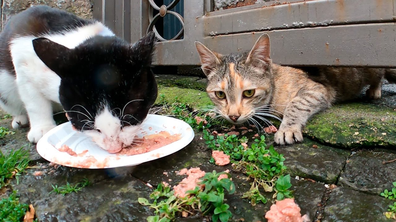 Freezing and starving cats get delicious food! YouTube