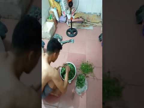 Phải nói là phong tục tập quán người dân tộc ăn rằm