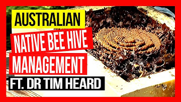 Australian Native Beehive Management ft Dr Tim Heard ABA of NSW Field Day 2019.