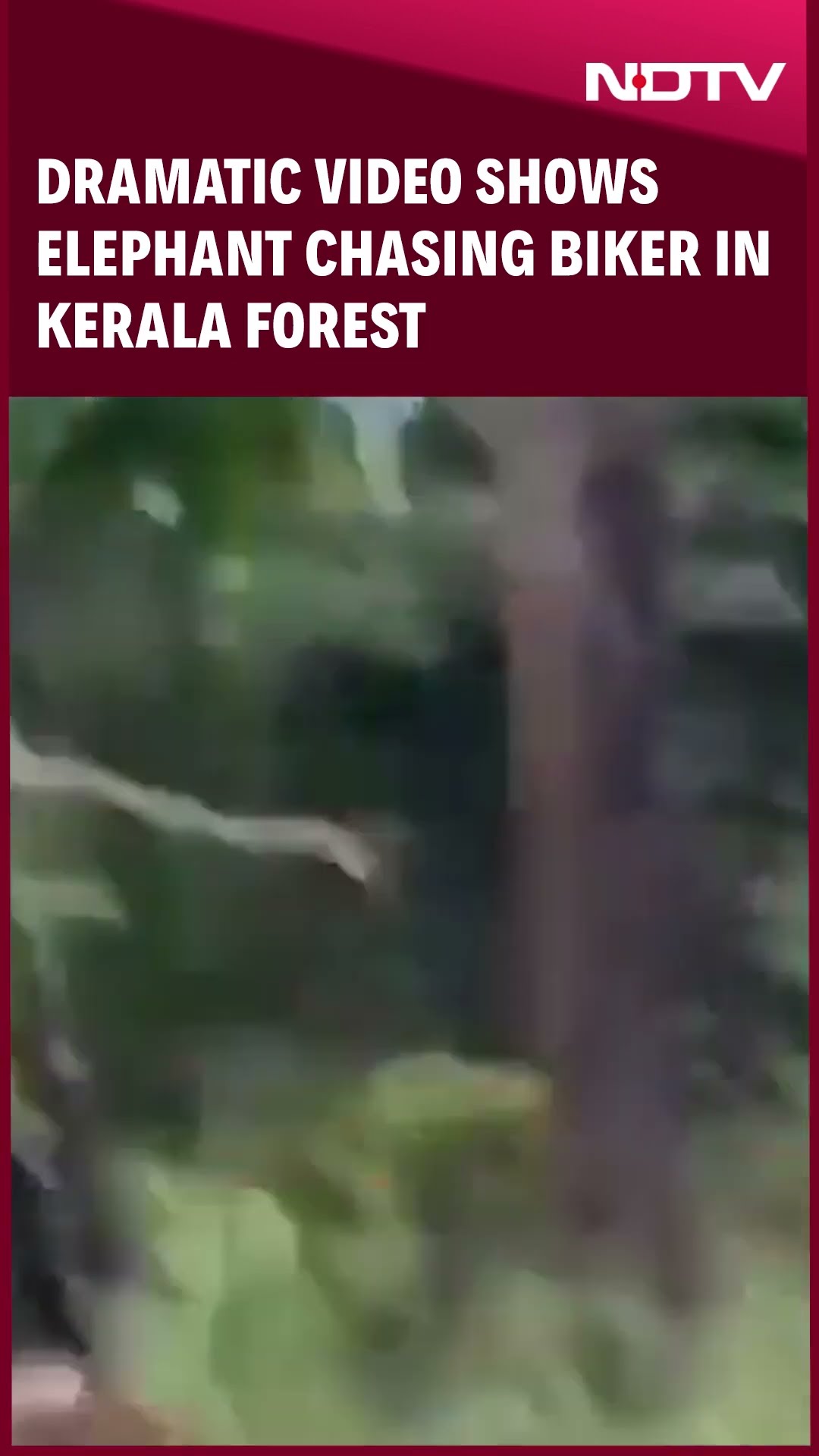 Dramatic Video Shows Elephant Chasing Biker In Kerala Forest