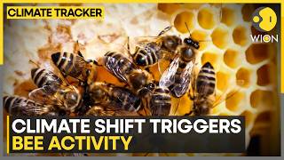 Climate Shift Triggers Unusual Bee Activity Across The World | WION Climate Tracker