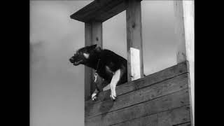The Big Picture   Dog Training Branch