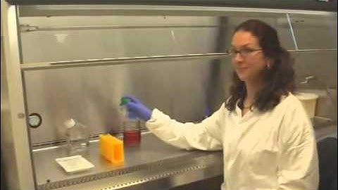 Seeding Protocol for 3D cell culture