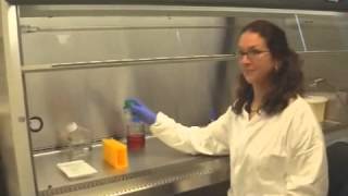 Seeding Protocol for 3D cell culture