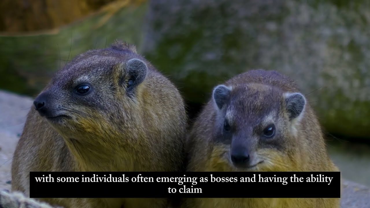 Discover the intricate social world of mountain-dwelling marmots at Marmot's Mountain Home!