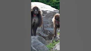 Monkey Sound Different Monkey Shorts Viralshorts 