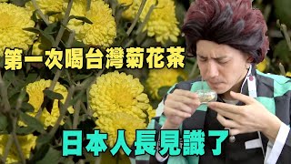 【精華版】第一次喝台灣菊花茶 日本人長見識了