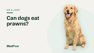 Can dogs eat prawns?