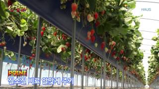 딸기생리장해-선청과