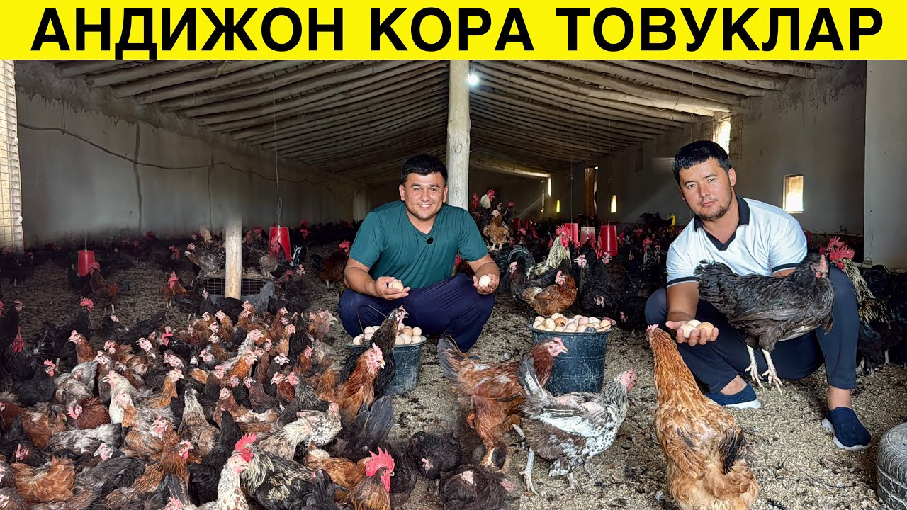 Товук Бокишдан Фойда Йок Деганлар Курсин 2200 дона Андижон Кора Товуклари Сотилади!