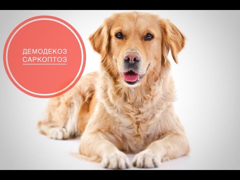 Видео: Саркоптоз против демодекоза у собак