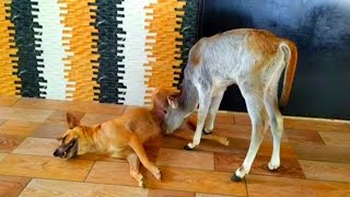 calf drinking dog milk