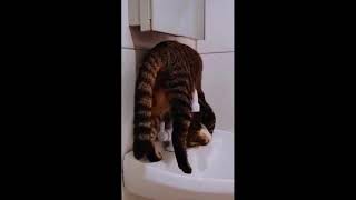 Funny Cat Top Video Iktok