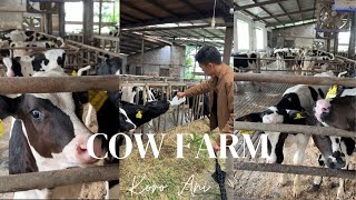 My Chinese husband's first experience in the farm | Cow farm in Jiaxing China | Koro Ani
