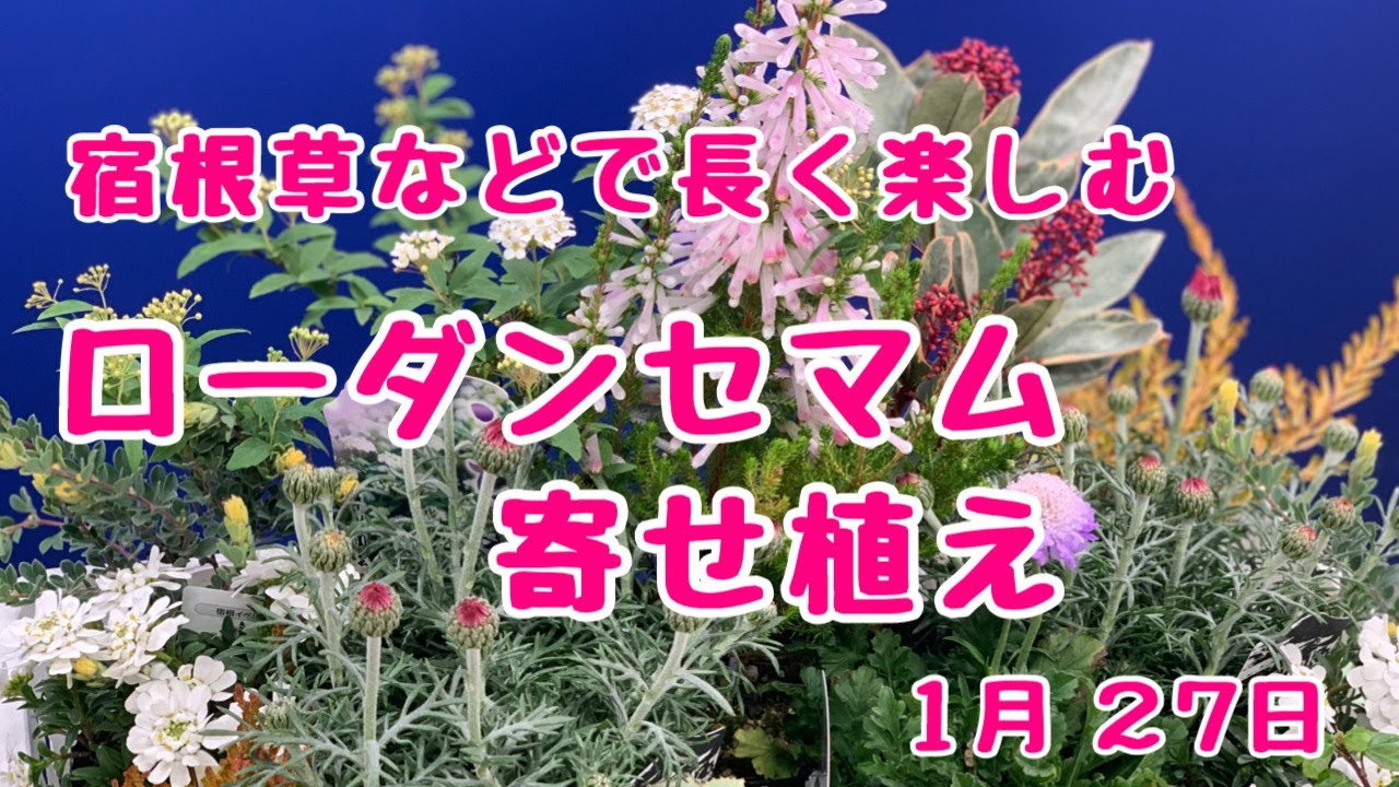 ローダンセマムで早春の寄せ植え #プランツギャザリング - YouTube