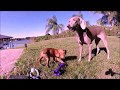 Weimaraner Suki & 3 month Vizsla Maggie January 2016