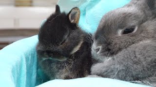 The moment a baby rabbit falls asleep.