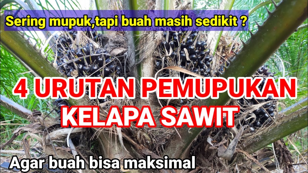 URUTAN PEMUPUKAN KELAPA SAWIT