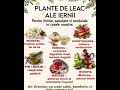 Plante de leac ale iernii