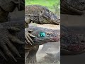 Reptiles in the Road #shorts #story