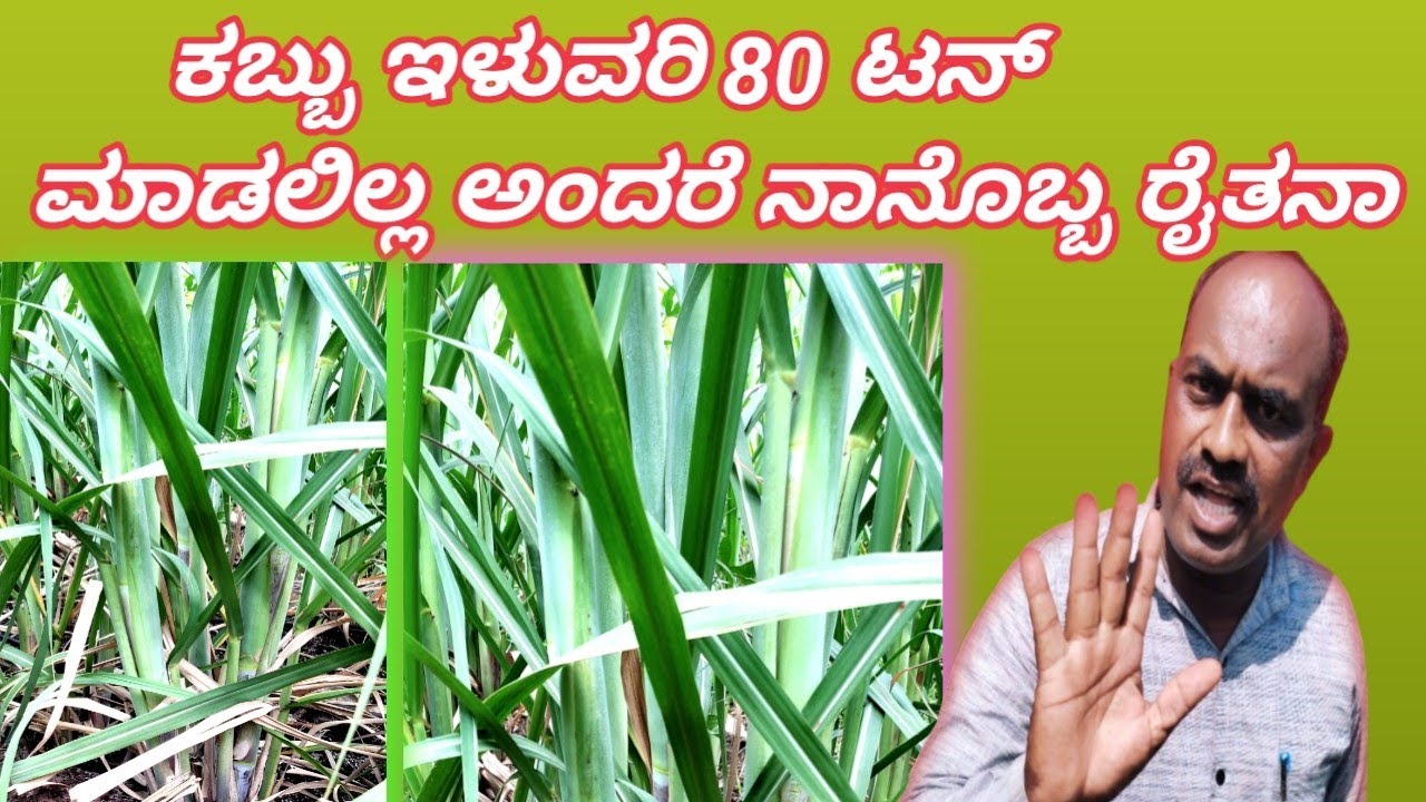 ನಾನೊಬ್ಬ ರೈತ 😆 ಕಬ್ಬು ಇಳುವರಿ 1 ಎಕರೆಗೇ 80 Ton ಹೇಗೆ ಪಡೆಯುವದು || 80 Ton Yield in 1 Acre Of Sugarcane ✅️