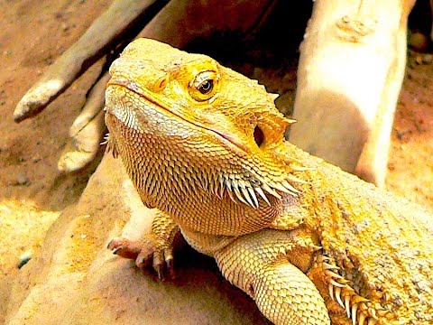 reptiles you can own