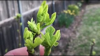 Early Signs of Spring Garden Tour by Botanical Real  269 views 2 months ago 11 minutes, 57 seconds