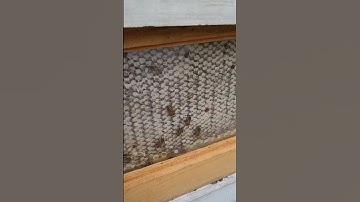 Auto Flow Hives Loaded With Honey!