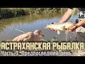 Рыбалка в Астрахани. На Сазана и карася. Странный голубь.