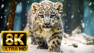 Animals Walking in Nature - 8k (60fps) Ultra HD - with Relaxing Music (Colorful Dynamic)