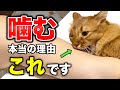 【完全版】猫が飼い主を噛む本当の理由11選
