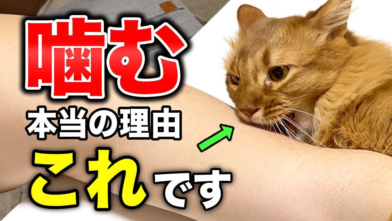 【完全版】猫が飼い主を噛む本当の理由11選