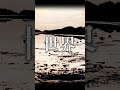 Sir Vanity『Dawn』/よしのゆうりVer. #歌ってみた #SirVanity #よしのゆうり #志為-しぃ- #shorts