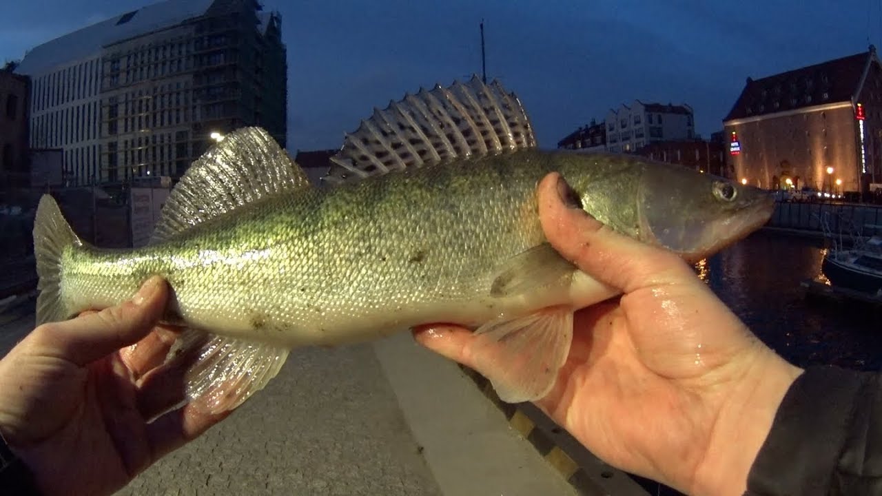 Зачетный судак в центре Гданьска. Река Мотлава.