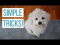 HOW WE TAUGHT OUR MALTIPOO BASIC TRICKS | How to Train Your Dog Sit, Down, Up, Stand, & Roll Over!