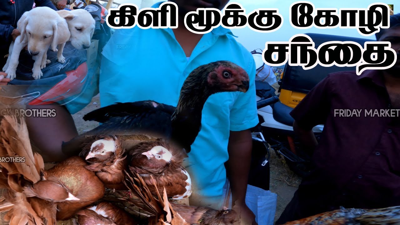 குந்தராப்பள்ளி கிளி மூக்கு கோழி சந்தை // Parrot Nose Aseels  Friday Market #gkbrothers #chicken