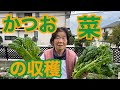 【かつお菜】福岡のお野菜はこれ。家庭菜園でこんなに大きくなりました～。