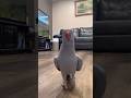 #JasonDeruloTV // Rio’s Tippy Taps 🥹🥰 From @riotheparrot #SlowLow