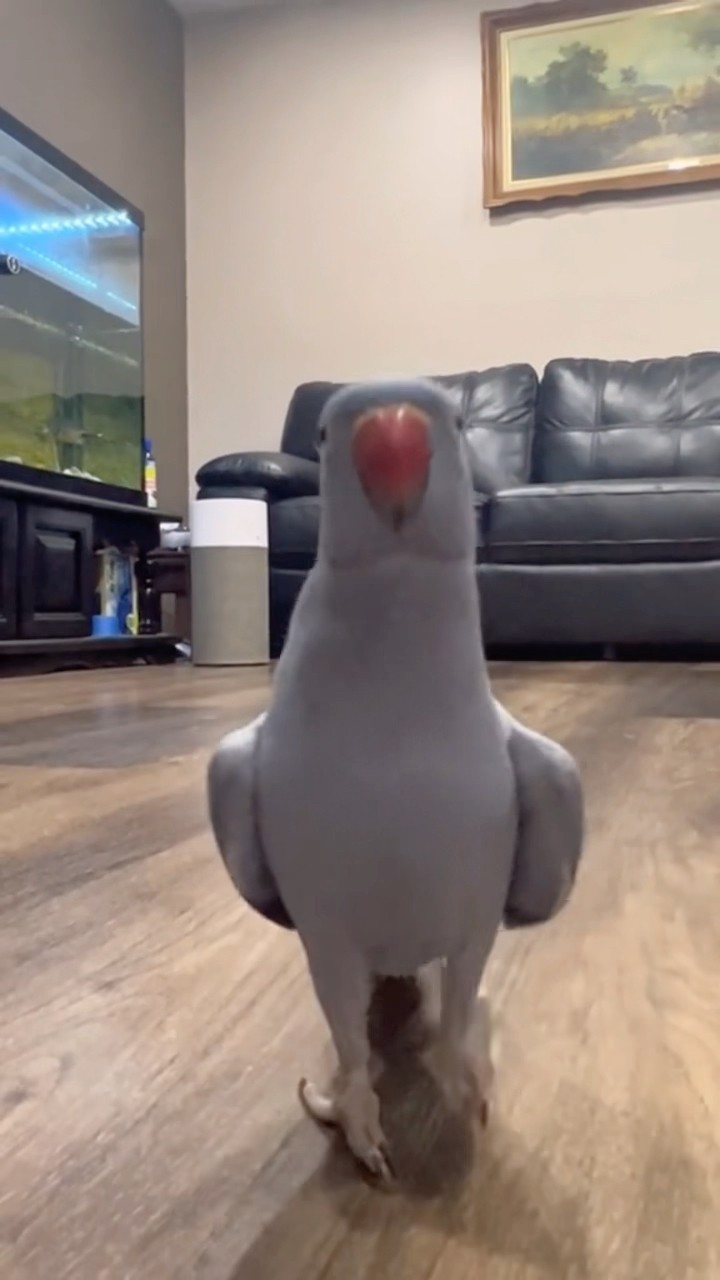 #JasonDeruloTV // Rio’s Tippy Taps ?? From @riotheparrot #SlowLow