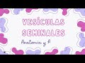 Vesículas seminales