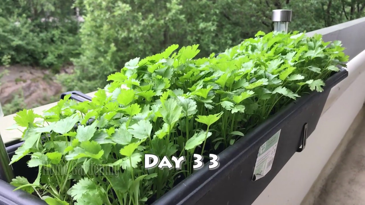 How Do You Grow Coriander On A Balcony?