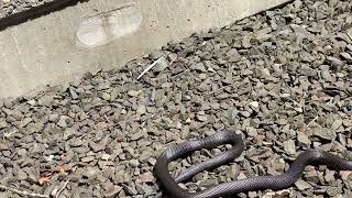 SERPENTINE SNAKE SNEAKING