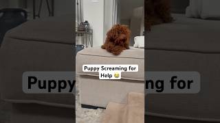Poodle screaming “HELP”? 👀 #dog