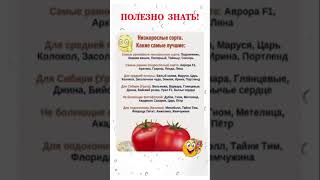 ПОЛЕЗНО ЗНАТЬ эти сорта томатов #shorts #рецепты #советы